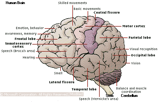 brain