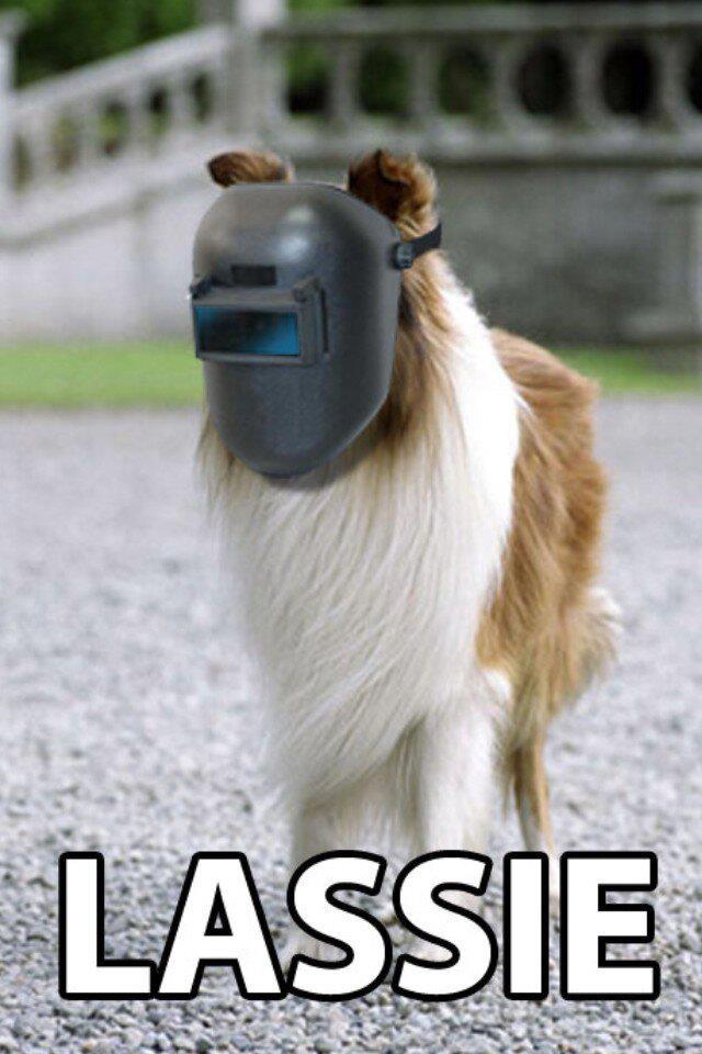 Maandagmorgenhumor: Lassie