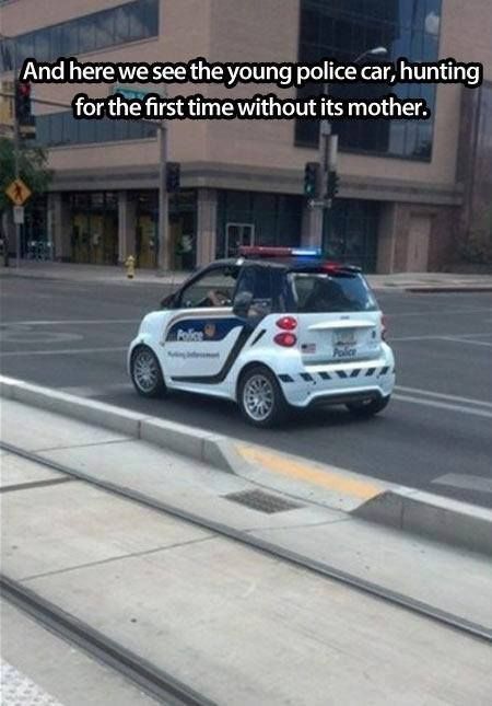 Maandagmorgenhumor: babypolitie