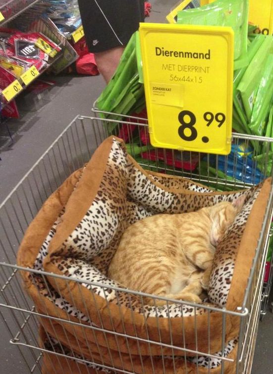 Meest realistische dierenprint ooit