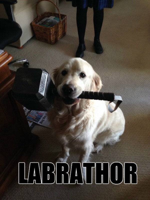 Maandagmorgenhumor: superhond