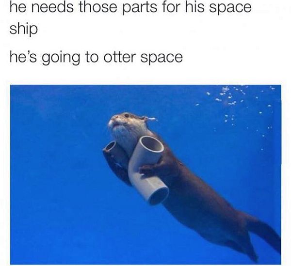 Maandagmorgenhumor: slimme otter